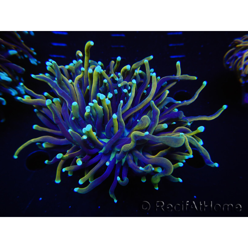 WYSIWYG RAH Euphyllia glabrescens (Elevage Recifathome) 16E4