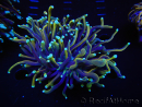 WYSIWYG RAH Euphyllia glabrescens (Elevage Recifathome) 16E4