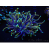 WYSIWYG RAH Euphyllia glabrescens (Elevage Recifathome) 16C1