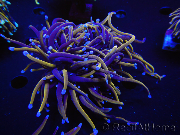 WYSIWYG RAH Euphyllia glabrescens (Elevage Recifathome) 16E5