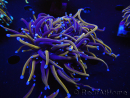 WYSIWYG RAH Euphyllia glabrescens (Elevage Recifathome) 16E5