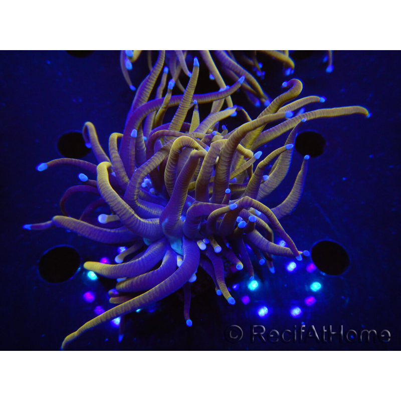 WYSIWYG RAH Euphyllia glabrescens (Elevage Recifathome) 16C1