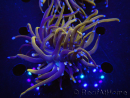 WYSIWYG RAH Euphyllia glabrescens (Elevage Recifathome) 16C1