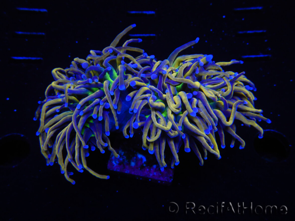 WYSIWYG RAH Euphyllia glabrescens (Elevage Recifathome) 16F2