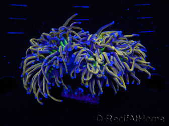 WYSIWYG RAH Euphyllia glabrescens (Recifathome Breeding) 16C1