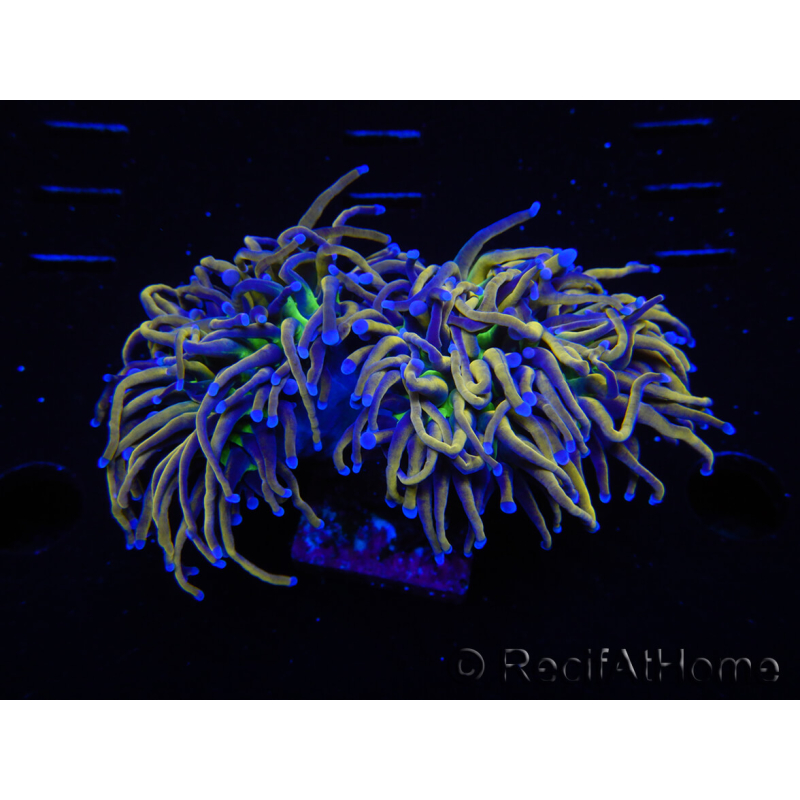 WYSIWYG RAH Euphyllia glabrescens (Cría Recifathome) 16C1