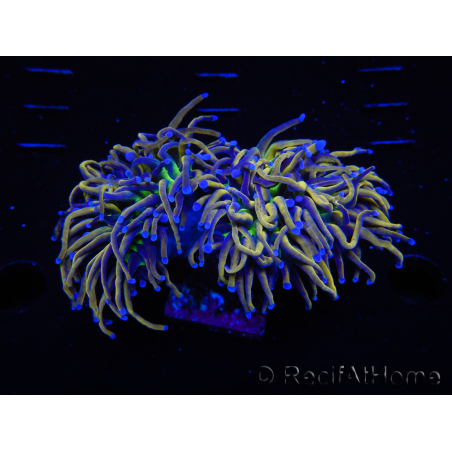 WYSIWYG RAH Euphyllia glabrescens (Allevamento Recifathome) 16C1