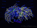 WYSIWYG RAH Euphyllia glabrescens (Elevage Recifathome) 16F2