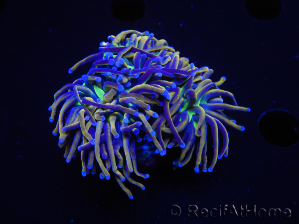 WYSIWYG RAH Euphyllia glabrescens (Elevage Recifathome) 16F3