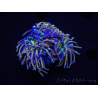 WYSIWYG RAH Euphyllia glabrescens (Elevage Recifathome) 16C1