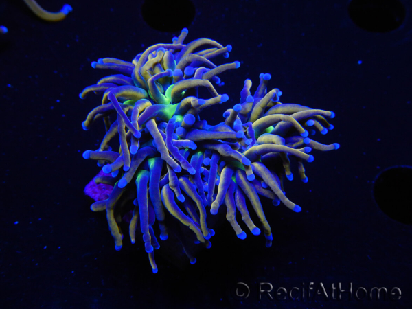 WYSIWYG RAH Euphyllia glabrescens (Recifathome Breeding) 16C1