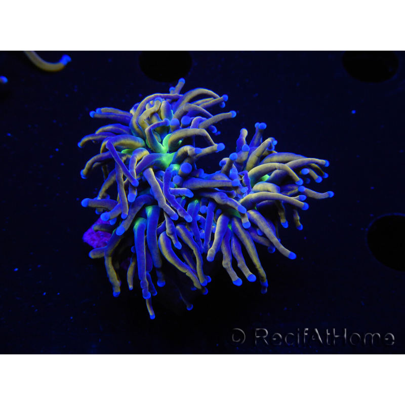 WYSIWYG RAH Euphyllia glabrescens (Recifathome Breeding) 16C1