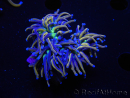WYSIWYG RAH Euphyllia glabrescens (Recifathome Breeding) 16C1