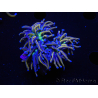 WYSIWYG RAH Euphyllia glabrescens (Allevamento Recifathome) 16C1