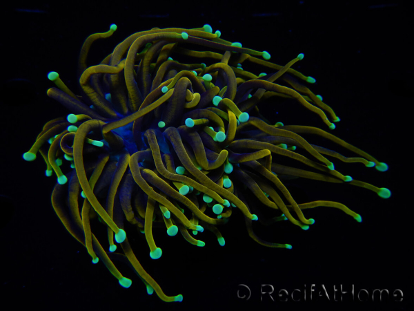 WYSIWYG RAH Euphyllia glabrescens (Recifathome Breeding) 16C1