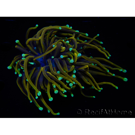 WYSIWYG RAH Euphyllia glabrescens (Elevage Recifathome) 16C1