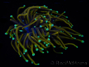 WYSIWYG RAH Euphyllia glabrescens (Recifathome Breeding) 16C1