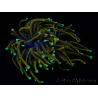 WYSIWYG RAH Euphyllia glabrescens (Elevage Recifathome) 16C1