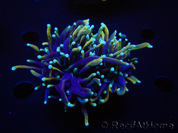 WYSIWYG RAH Euphyllia glabrescens (Elevage Recifathome) 16F5
