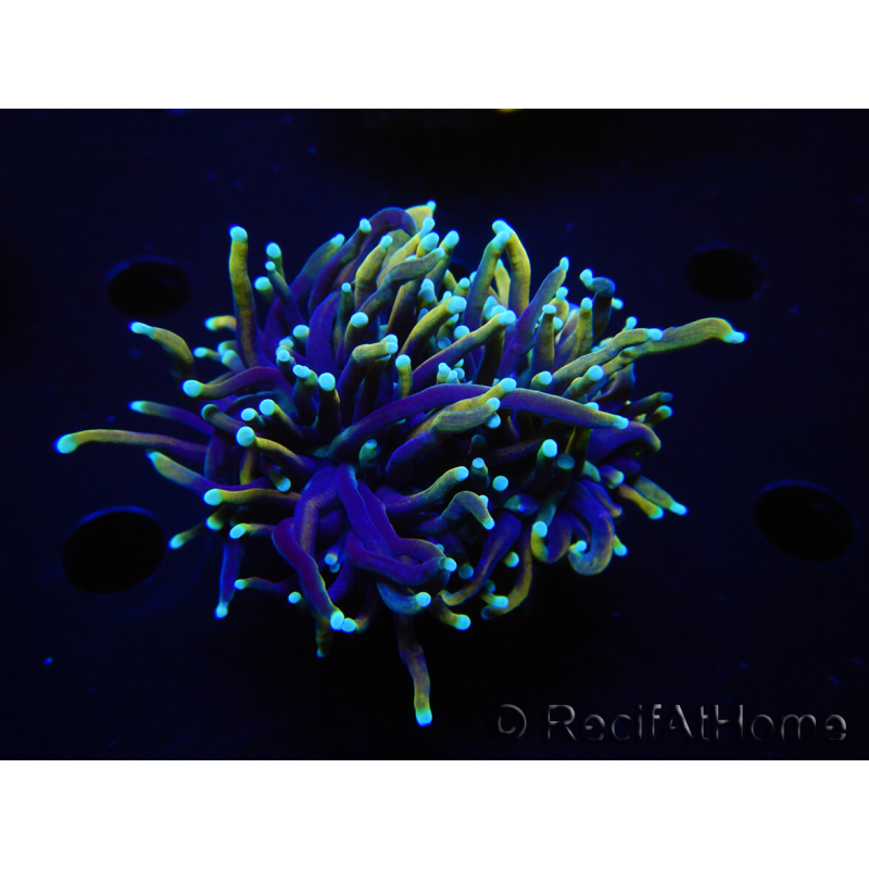 WYSIWYG RAH Euphyllia glabrescens (Recifathome Breeding) 16C1