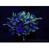 WYSIWYG RAH Euphyllia glabrescens (Allevamento Recifathome) 16C1