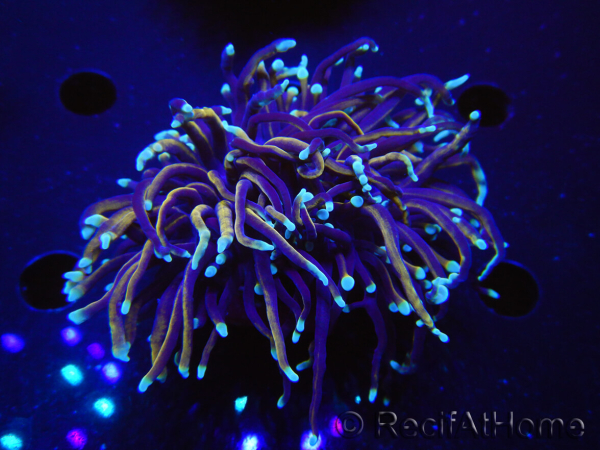 WYSIWYG RAH Euphyllia glabrescens (Elevage Recifathome) 16F6