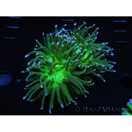 WYSIWYG RAH Euphyllia glabrescens (Elevage Recifathome) 16D1