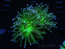WYSIWYG RAH Euphyllia glabrescens (Elevage Recifathome) 16C1
