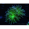WYSIWYG RAH Euphyllia glabrescens (Elevage Recifathome) 16D1