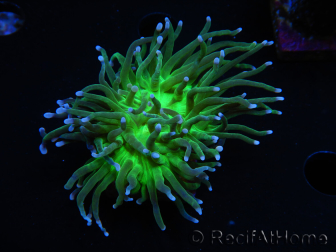 WYSIWYG RAH Euphyllia glabrescens (Recifathome Breeding) 16C1