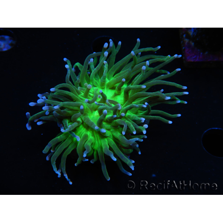 WYSIWYG RAH Euphyllia glabrescens (Cría Recifathome) 16C1