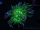 WYSIWYG RAH Euphyllia glabrescens (Elevage Recifathome) 16C1