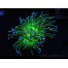 WYSIWYG RAH Euphyllia glabrescens (Allevamento Recifathome) 16C1