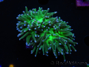 WYSIWYG RAH Euphyllia glabrescens (Recifathome Breeding) 16C1