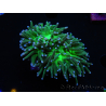 WYSIWYG RAH Euphyllia glabrescens (Allevamento Recifathome) 16C1