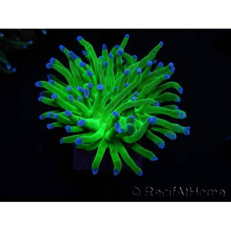 WYSIWYG RAH Euphyllia glabrescens (Elevage Recifathome) 16C1