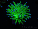 WYSIWYG RAH Euphyllia glabrescens (Allevamento Recifathome) 16C1