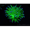 WYSIWYG RAH Euphyllia glabrescens (Allevamento Recifathome) 16C1