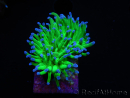 WYSIWYG RAH Euphyllia glabrescens (Elevage Recifathome) 16C1