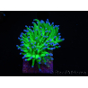 WYSIWYG RAH Euphyllia glabrescens (Elevage Recifathome) 16C1