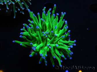 WYSIWYG RAH Euphyllia glabrescens (Elevage Recifathome) 16D6