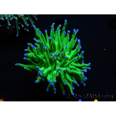 WYSIWYG RAH Euphyllia glabrescens (Elevage Recifathome) 16C1