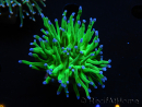 WYSIWYG RAH Euphyllia glabrescens (Elevage Recifathome) 16D6