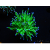 WYSIWYG RAH Euphyllia glabrescens (Recifathome Breeding) 16C1
