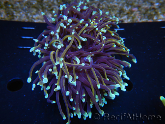 WYSIWYG RAH Euphyllia glabrescens (Elevage Recifathome) 16C1