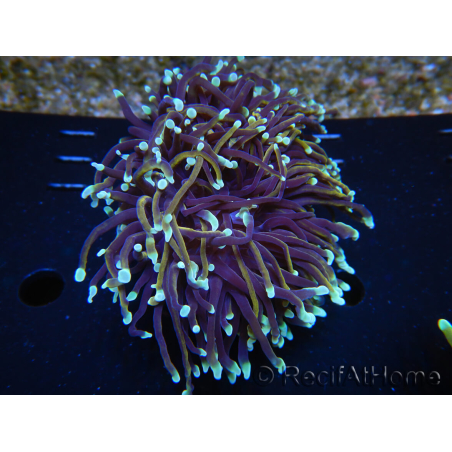 WYSIWYG RAH Euphyllia glabrescens (Elevage Recifathome) 16C1