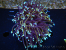 WYSIWYG RAH Euphyllia glabrescens (Elevage Recifathome) 16E1