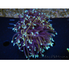 WYSIWYG RAH Euphyllia glabrescens (Allevamento Recifathome) 16C1