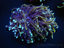 WYSIWYG RAH Euphyllia glabrescens (Elevage Recifathome) 16E2