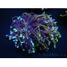 WYSIWYG RAH Euphyllia glabrescens (Allevamento Recifathome) 16C1